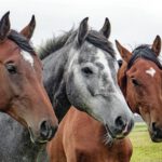 Paardendekens en dekjes: bescherming en comfort voor paarden